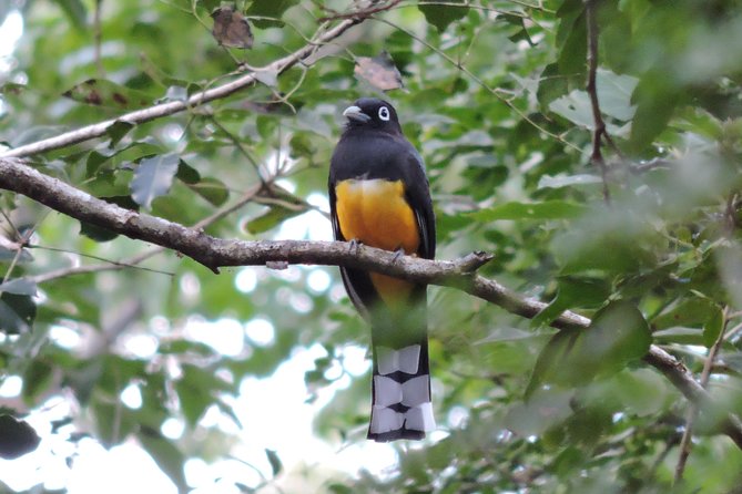 Birdwatching Playa del Carmen - The guide names that show up in real birding results