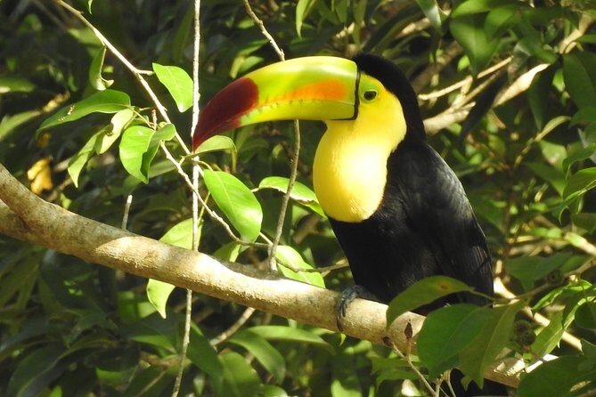Birdwatching Sian Ka'an Biosphere Reserve - 3-hour morning rhythm: what the experience feels like