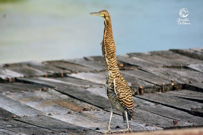 Birdwatching Sian Ka'an Biosphere Reserve - Birdwatching with a local guide: how the spotting and ID actually work
