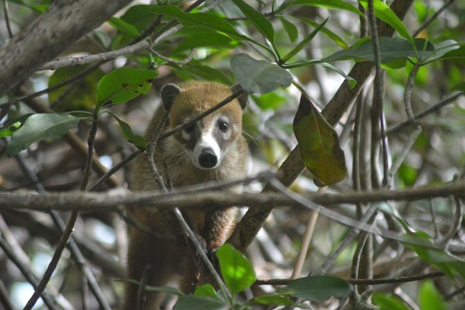 Birdwatching Sian Ka'an Biosphere Reserve - Timing, weather, and the real-world bird ID game