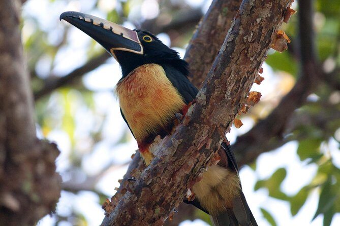 Birdwatching Sian Ka'an Biosphere Reserve - Who this tour suits best