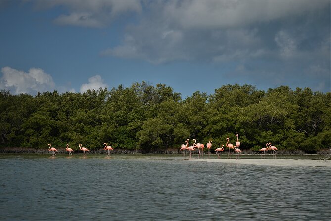 Boat Tour of Three Islands in Holbox with Transportation - What to Pack (Based on What the Tour Really Does)
