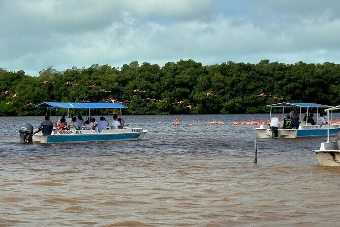 Boat tour through the mangroves of Celestún and Playa from Merida - Celestún Biosphere Reserve by Boat: Flamingos, Mangrove Tunnel, Mayan Clay