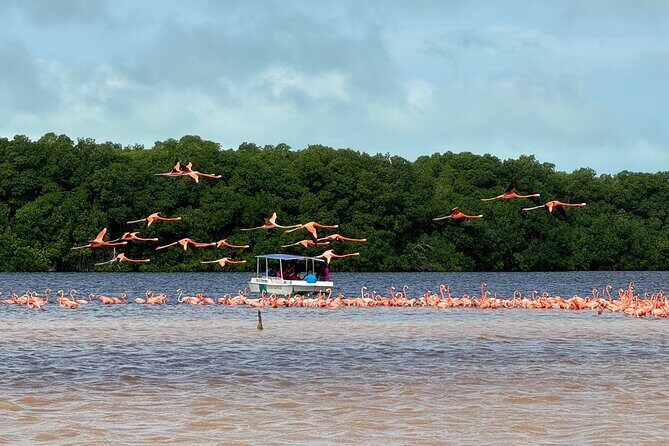 Boat tour through the mangroves of Celestún and Playa from Merida - La Ramada de la Tía Candi Beach Time: Lunch, Swimming, and the Pace Reset