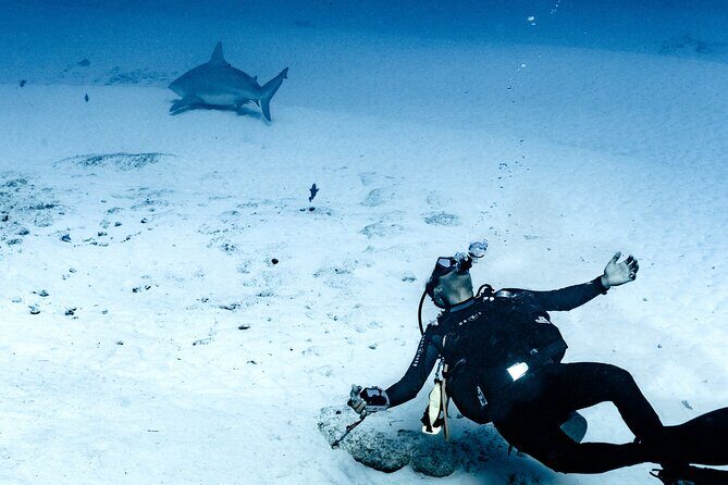 Bull Shark Dive in Playa del Carmen – Dive Machine Experience - Bull sharks at Shark Point: the 25-meter target