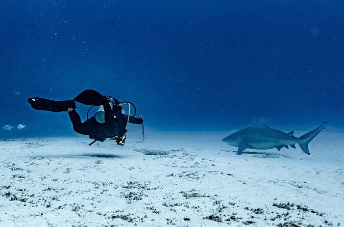 Bull Shark Dive in Playa del Carmen – Dive Machine Experience - Second stop at the reef: turtles, stingrays, and corals