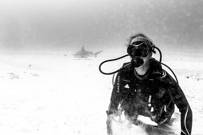 Bull Shark Dive in Playa del Carmen – Dive Machine Experience - Safety that feels more like coaching than rules