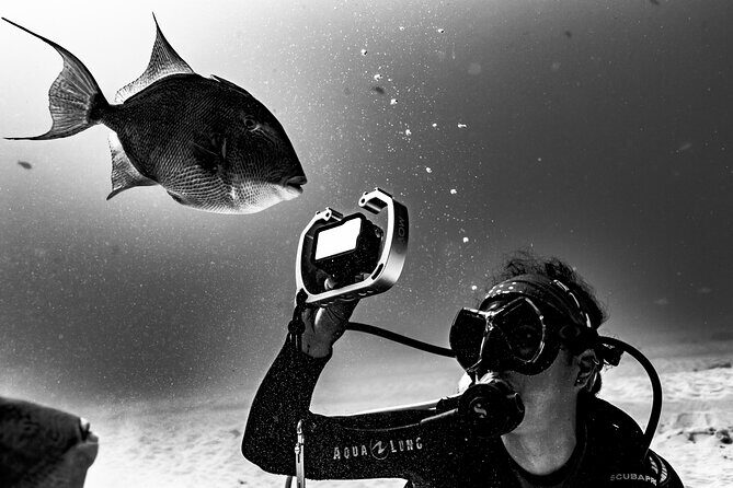 Bull Shark Dive in Playa del Carmen – Dive Machine Experience - Universal Inclusion: what it means in real life