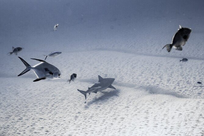 Bull Shark Dive in Playa del Carmen – Dive Machine Experience - First underwater stop: bull sharks glide over sand