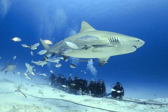 Bull Shark Extreme - 1tank /Only for Certified Divers - Key things that make this shark encounter work