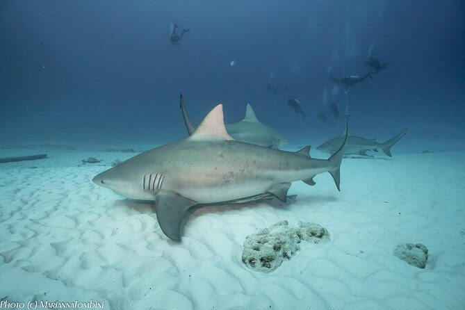 Bull Shark Extreme - 1tank /Only for Certified Divers - When the day starts (and why the 2-hour window feels efficient)