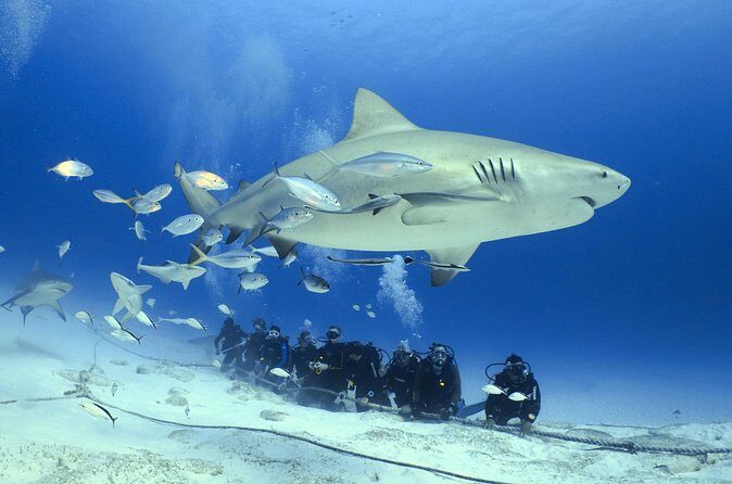 Bull Shark Extreme - 1tank /Only for Certified Divers - Safety on an extreme shark outing: what you can control