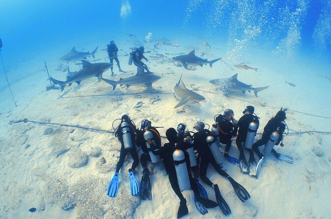 Bull Shark Extreme - 1tank /Only for Certified Divers - Conservation angle: how SAVING OUR SHARKS fits into your trip