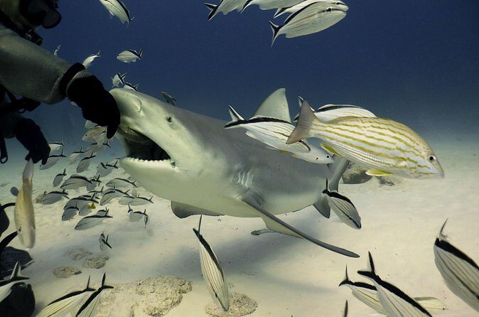 Bull Shark Extreme - 1tank /Only for Certified Divers - Meet-up location and getting there without stress