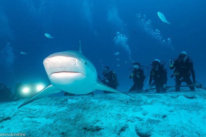 Bull Shark Extreme - 1tank /Only for Certified Divers - Who should do this (and who should skip it)