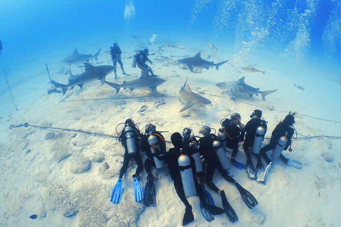 Bull Shark Extreme - 1tank /Only for Certified Divers - The descent and the feeder routine on a 24m sandy bottom