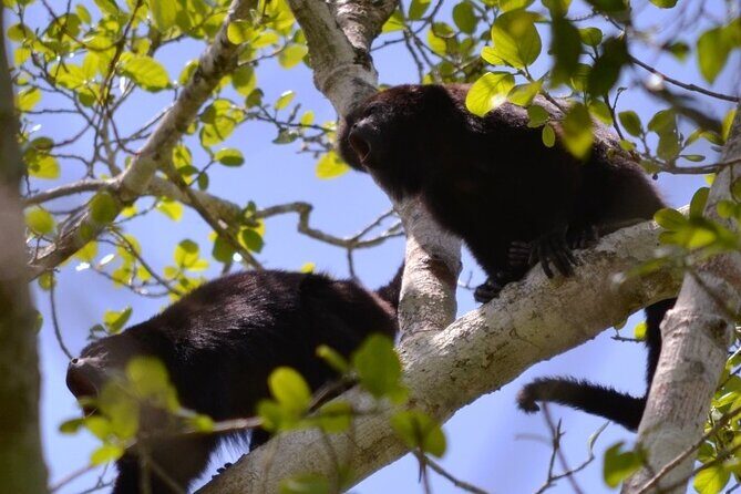 Calakmul, Ancient Maya City from Bacalar or Chetumal - Wildlife in Calakmul: your best chances are built into the day