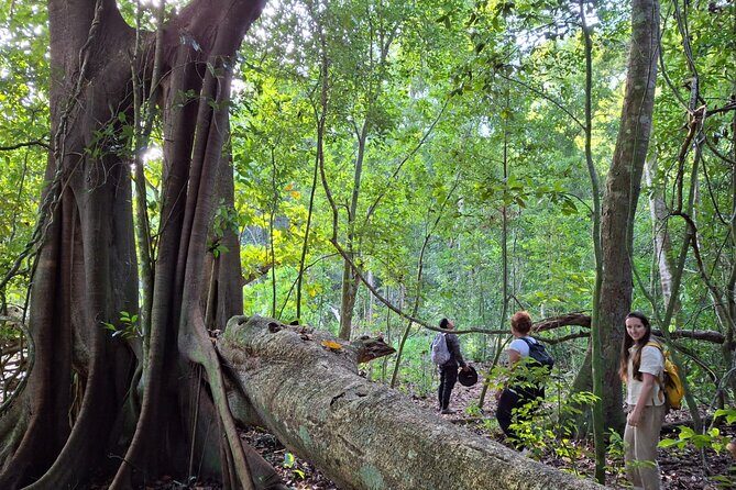 Calakmul Expedition : Jungle Trek & Ruins from Bacalar or Chetumal - The jungle walk: wildlife chances and what to pack for it