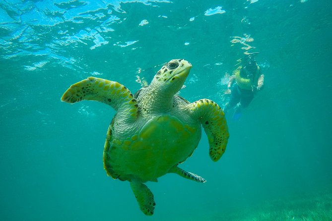 Cancun Adventure: Reef Snorkeling & Parasailing Experience - Timing Gaps, Photos, and How to Avoid the Common Frustrations