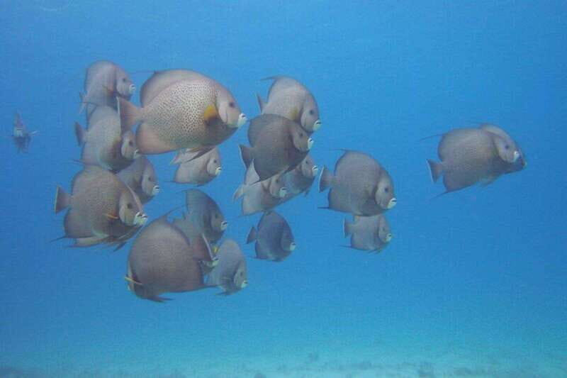 Cancun: Beginner Scuba Diving at Underwater Museum - Should You Book This Beginner Scuba Training in Cancun?