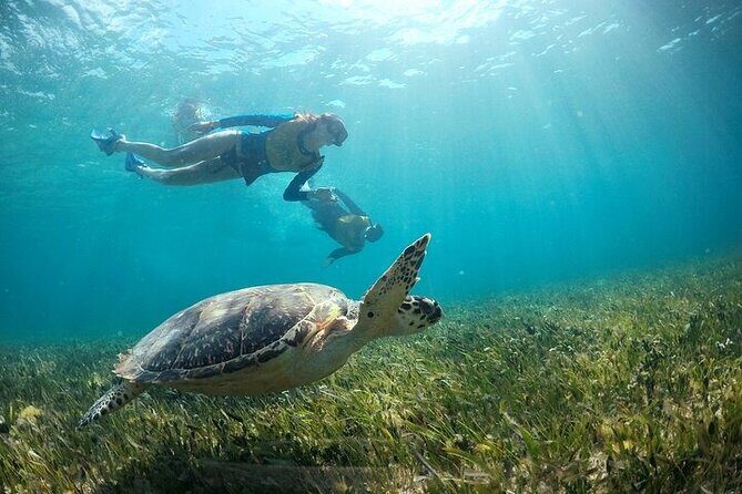 Cancun Combo Adventure: 4 Reef Snorkeling Stops & Parasailing - Small details that make or break the day