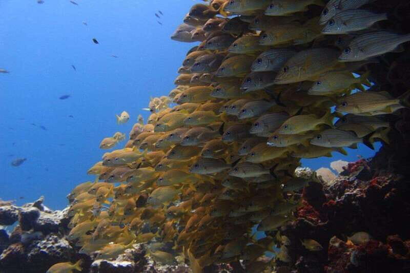 Cancun: Dive Underwater Museum & Manchones Reef - Key things I’d circle before you book