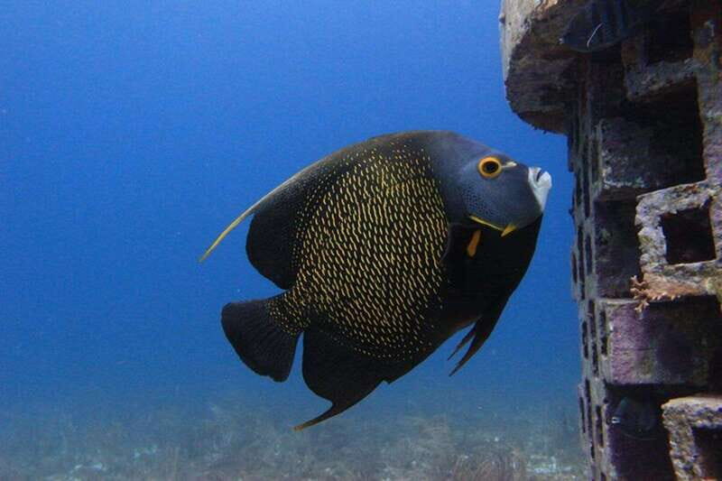 Cancun: Dive Underwater Museum & Manchones Reef - Weather and safety: the non-negotiables