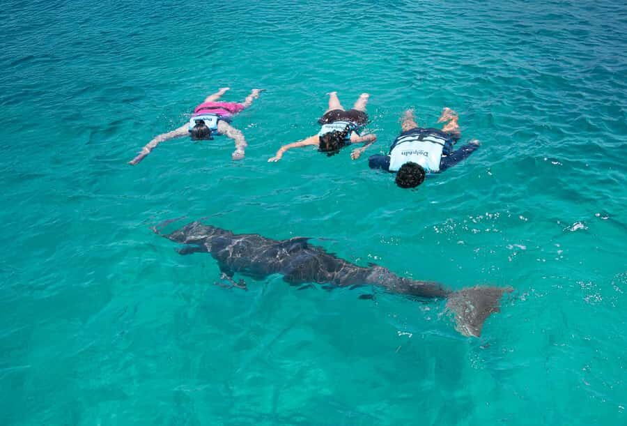 Cancun: Dolphin Swim and Garrafon Reef Park Tour with Buffet - Who this tour is perfect for (and who should skip it)