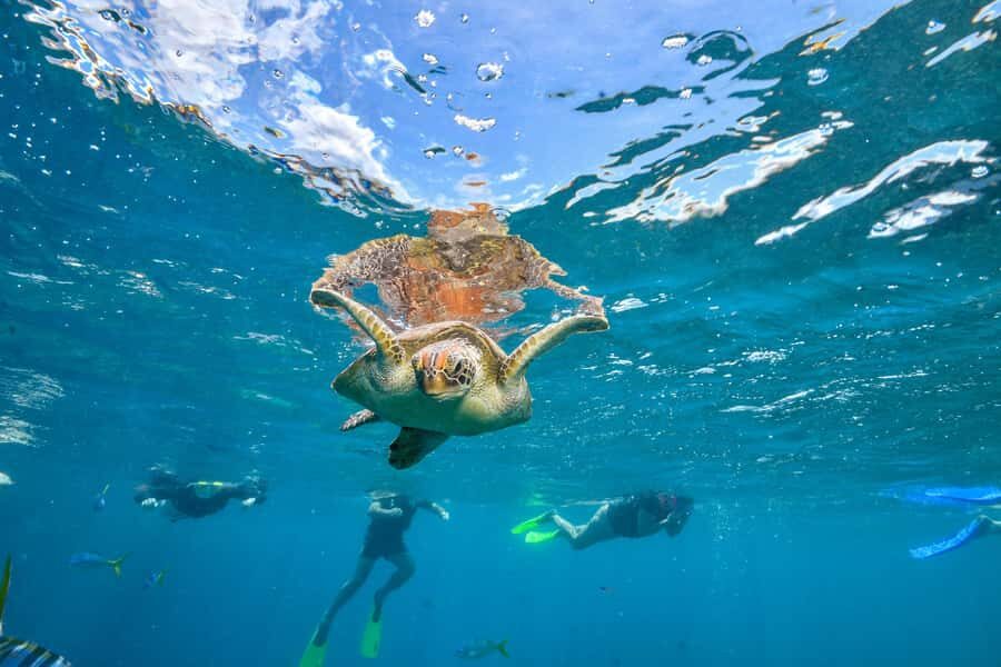 Cancun: Explore Tulum, swim with turtles, cenote, and snorkel in caves - Food and drinks that actually connect: Mayan chocolate, tequila, and lunch