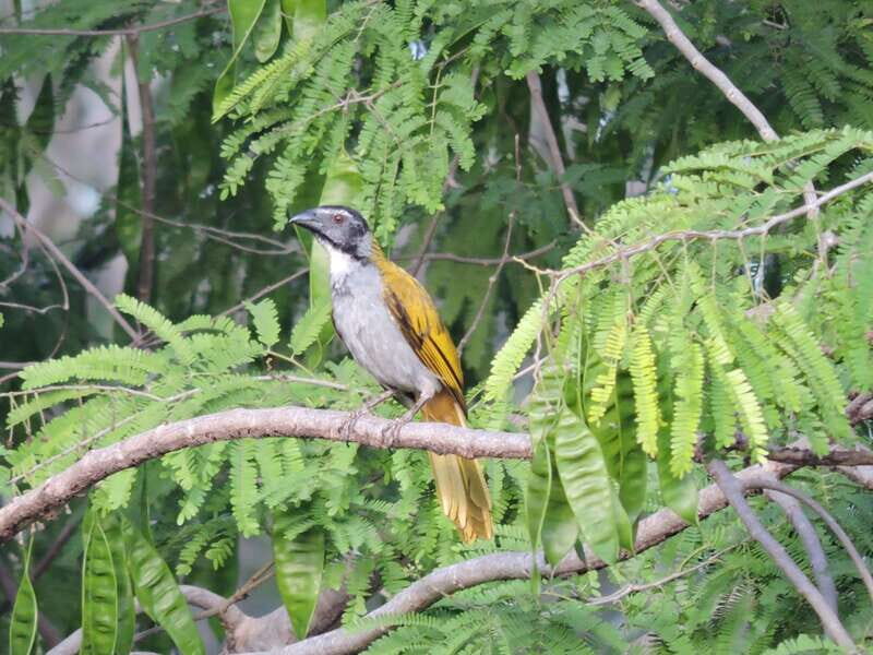 Cancún: Guided Birdwatching Hike - Should you book Cancún: Guided Birdwatching Hike?