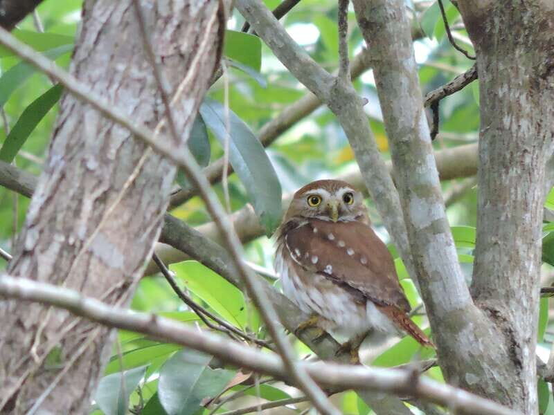 Cancún: Guided Birdwatching Hike - How you end up spotting 30+ species (and not just random birds)