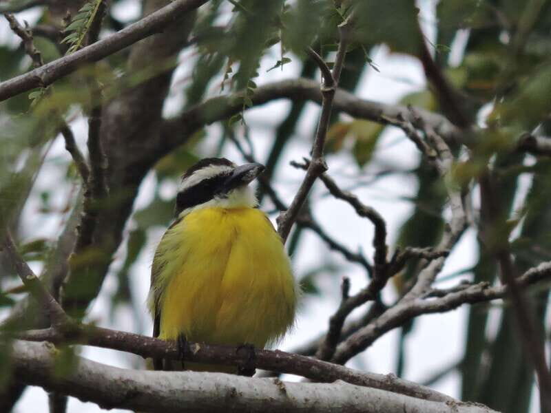 Cancún: Guided Birdwatching Hike - Coffee, fruit, snacks, and drinks: small fuel that matters