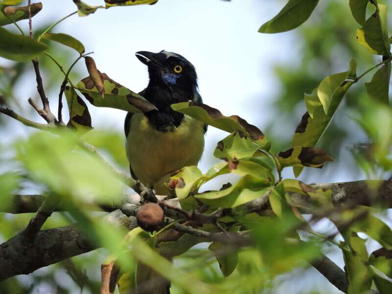 Cancún: Guided Birdwatching Hike - Price and value: what $169 gets you in 6 hours