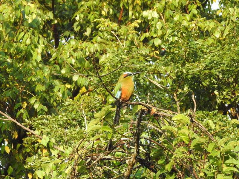 Cancún: Guided Birdwatching Hike - Quick prep tips so you enjoy the whole morning