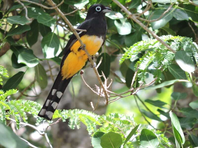 Cancún: Guided Birdwatching Hike - The Ruta de los Cenotes hike: 3 hours of serious bird time