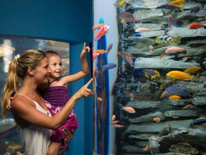 Cancún Interactive Aquarium Admission + Dolphin Presentation - The Dolphin Presentation at 7:00 pm: Performance Plus Purpose