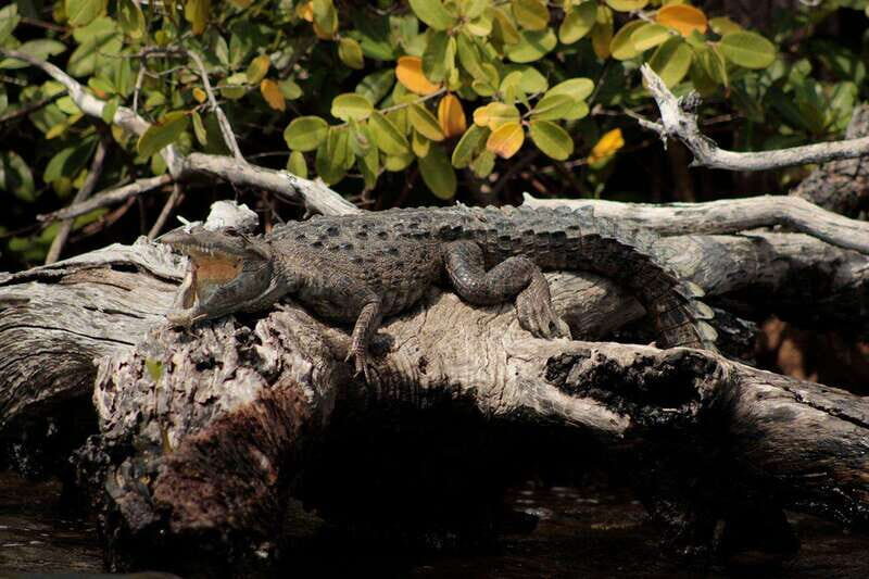 Cancun: Jungle Tour Adventure with Speedboat and Snorkeling. - Snorkeling Gear and the Weather Reality