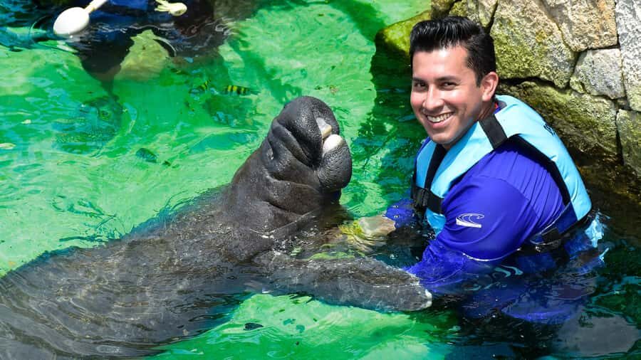 Cancún: Manatee Encounter on Isla Mujeres with Buffet Lunch - Key highlights to know before you go