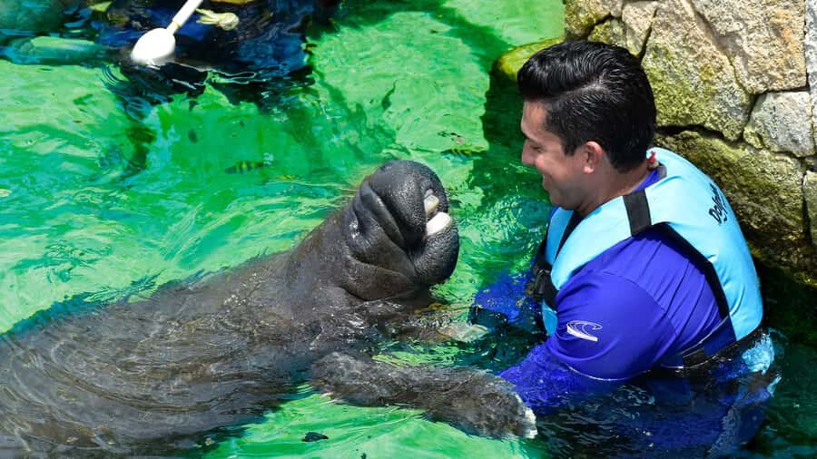 Cancún: Manatee Encounter on Isla Mujeres with Buffet Lunch - Manatees on Isla Mujeres: the calm encounter style