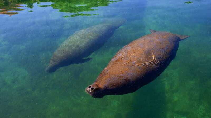 Cancún: Manatee Encounter on Isla Mujeres with Buffet Lunch - The manatee encounter itself: hugging, feeding, and the rules that matter