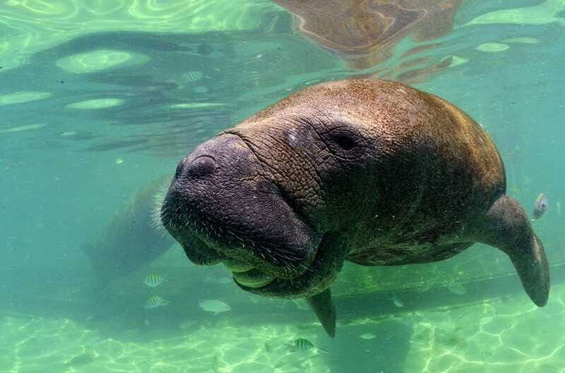 Cancún: Manatee Encounter on Isla Mujeres with Buffet Lunch - What to bring (and what will slow you down)
