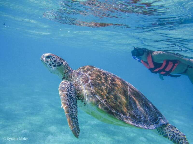 Cancun: Marine Turtle Observation in Akumal - Akumal’s turtle shoreline: where you actually see sea turtles