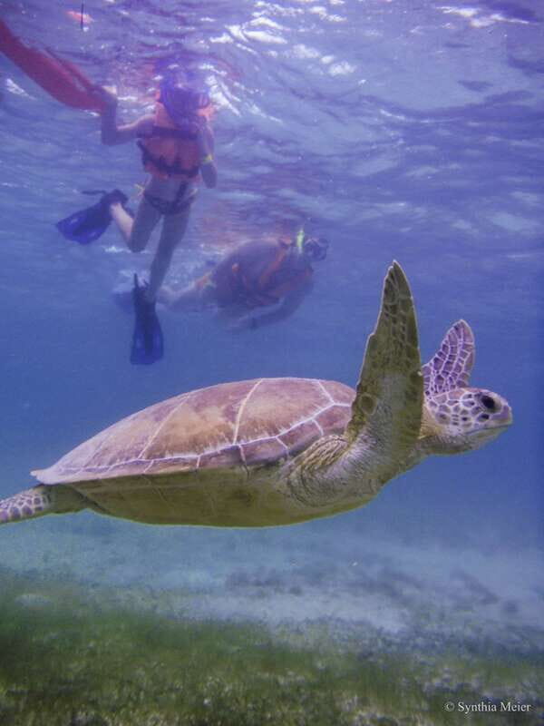 Cancun: Marine Turtle Observation in Akumal - The biologist/naturalist guide difference (and why it matters in the water)
