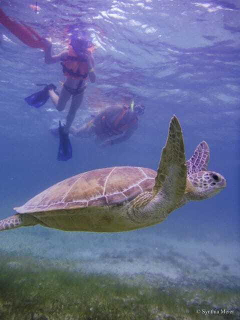 Cancun: Marine Turtle Observation in Akumal - Group size and the crowd factor: how to get more from the same water
