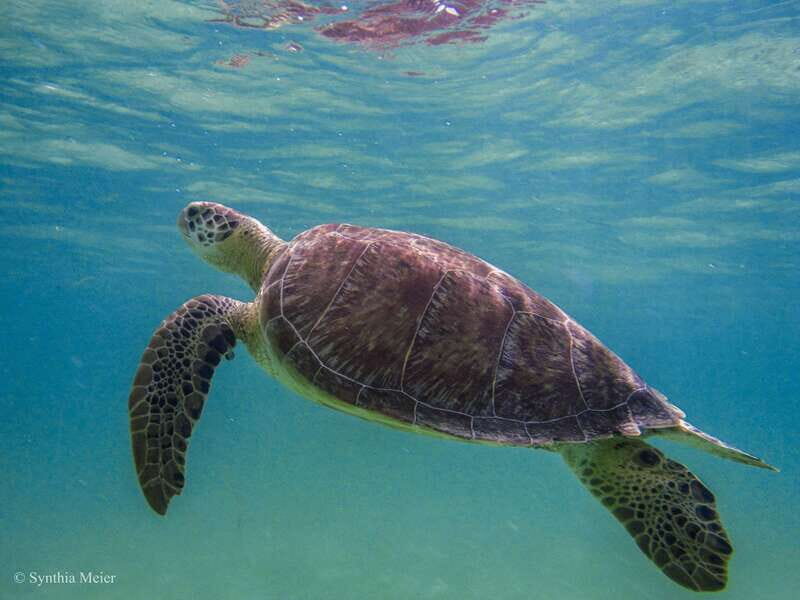 Cancun: Marine Turtle Observation in Akumal - Should you book this Cancun: Marine Turtle Observation in Akumal?
