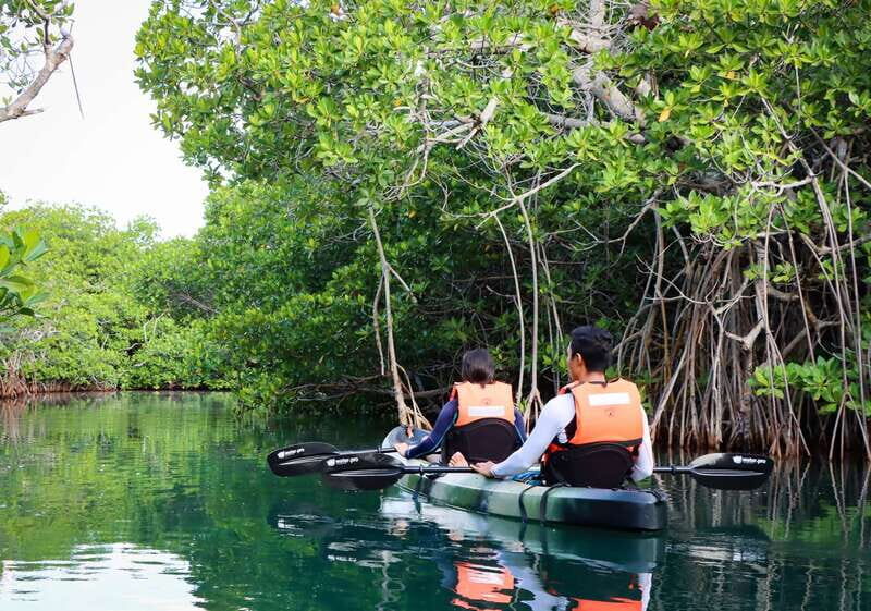 Cancun: Morning Kayak Adventure - First guided paddle: 45 minutes through mangrove channels and birds