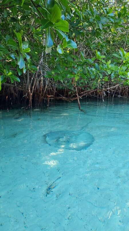 Cancún: Morning or Sunset Kayak Adventure in Nichupte Lagoon - The $50 price: what you’re really paying for