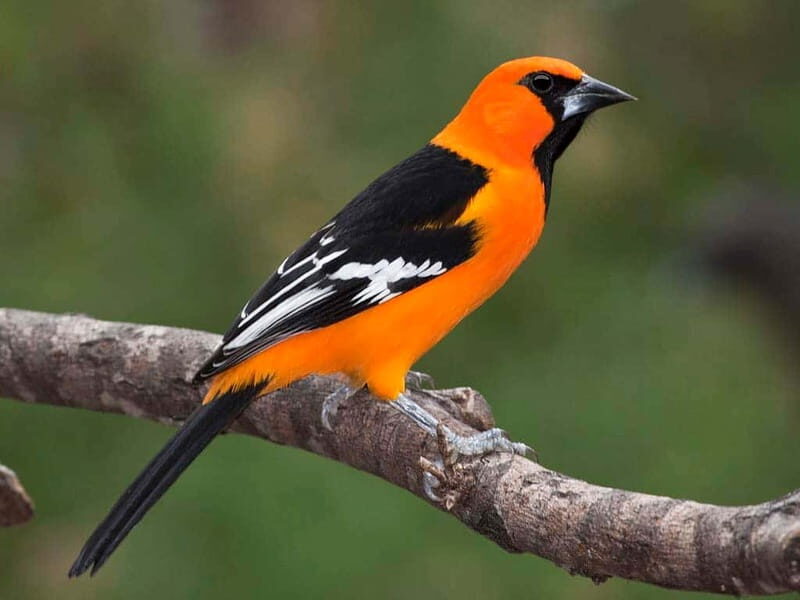 Cancun: Private Birdwatching Tour - Why this private birdwatching tour near Cancun works