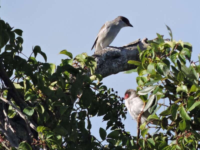 Cancun: Private Birdwatching Tour - Should you book it?