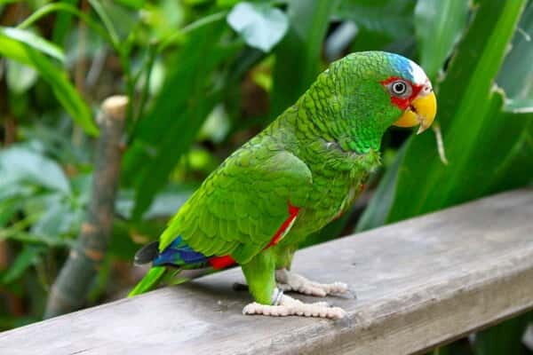Cancun: Private Birdwatching Tour - Getting picked up: exact times from Cancun, Playa del Carmen, and Tulum